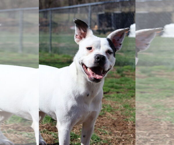 Medium Photo #4 Mutt Puppy For Sale in Martinsburg, WV, USA