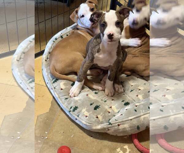 Medium Photo #9 American Pit Bull Terrier-Unknown Mix Puppy For Sale in Rootstown, OH, USA