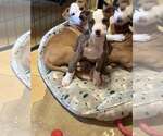 Small #8 American Pit Bull Terrier Mix