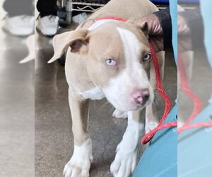 Mutt Dogs for adoption in Houston, TX, USA