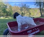 Small #5 German Shorthaired Pointer