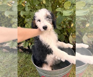 Bernedoodle (Miniature) Puppy for sale in MIDDLEBURY, IN, USA