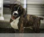 Small #3 Boxer