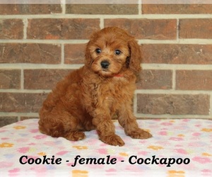 Cock-A-Poo Puppy for sale in CLARKRANGE, TN, USA