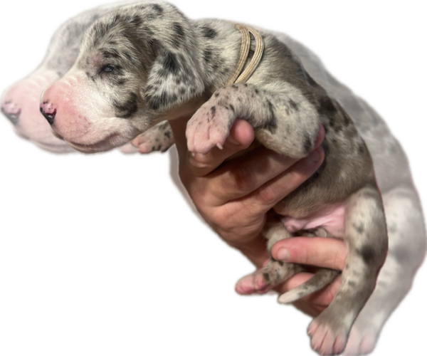 Medium Photo #14 Great Dane Puppy For Sale in WILLIS, TX, USA