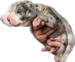 Small #3 Great Dane