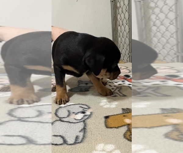 Medium Photo #3 Carlin Pinscher Puppy For Sale in COBB, WI, USA