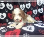 Small #1 Cavapoo