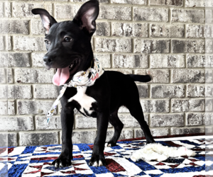 Nibs - Male Bulldog-Catahoula Leopard Dog Mix Dog for Adoption - Photo #9