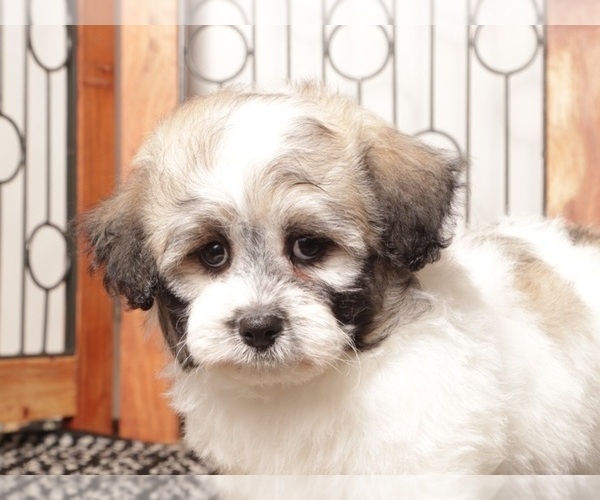 Medium Photo #3 Zuchon Puppy For Sale in NAPLES, FL, USA