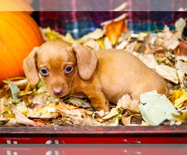 Medium Photo #46 Dachshund Puppy For Sale in WAKARUSA, IN, USA