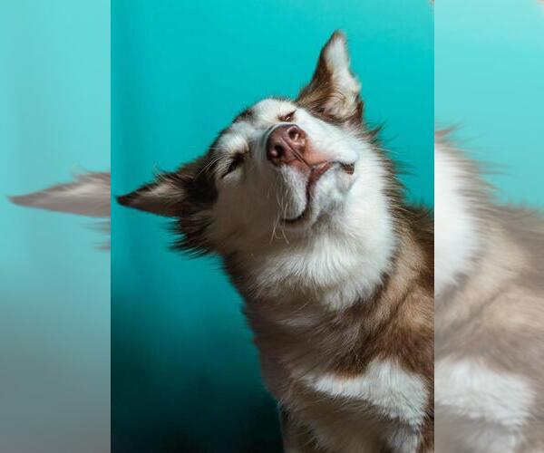 Medium Photo #2 Huskies -Unknown Mix Puppy For Sale in Calgary, Alberta, Canada