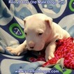 Small Photo #213 Dogo Argentino Puppy For Sale in JANE, MO, USA