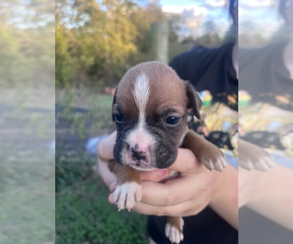 Medium Photo #1 Boxer Puppy For Sale in BLOOMFIELD, KY, USA