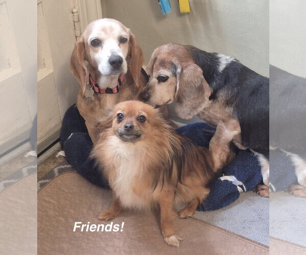 Medium Photo #6 Beagle Puppy For Sale in Cary, NC, USA