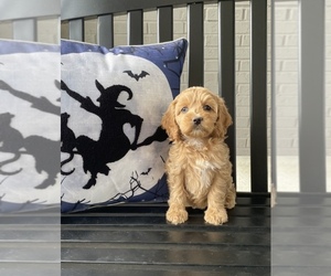 Cock-A-Poo Puppy for sale in FRANKLIN, IN, USA