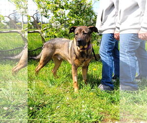American Pit Bull Terrier-German Shepherd Dog Mix Dogs for adoption in Sequim, WA, USA