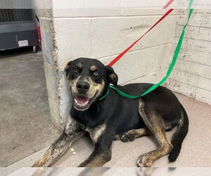 Labrador Retriever-Unknown Mix Dogs for adoption in San Bernardino, CA, USA