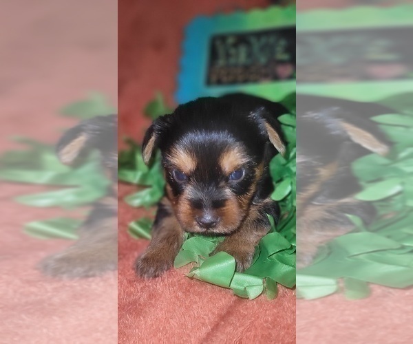 Medium Photo #337 Yorkshire Terrier Puppy For Sale in AKRON, OH, USA