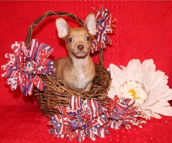 Medium Photo #10 Chihuahua Puppy For Sale in CHARLESTON, AR, USA
