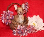 Small Photo #10 Chihuahua Puppy For Sale in CHARLESTON, AR, USA
