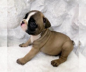 Shih Tzu Puppy for sale in CHESAPEAKE, VA, USA