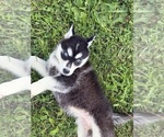 Small #1 Siberian Husky