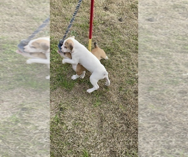 Medium Photo #6 American Bulldog Puppy For Sale in BONAIRE, GA, USA