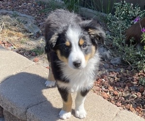 Miniature Australian Shepherd Puppy for sale in DIXON, CA, USA