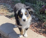 Small Miniature Australian Shepherd
