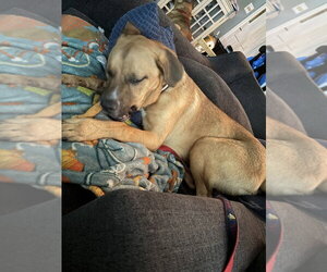 Nugget - Male Labrador Retriever-Rhodesian Ridgeback Mix Dog for Adoption - Photo #4