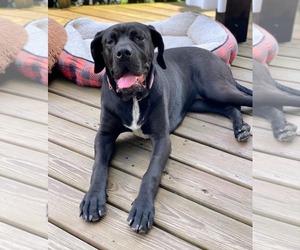 American Pit Bull Terrier-Great Dane Mix Dogs for adoption in Catasauqua, PA, USA