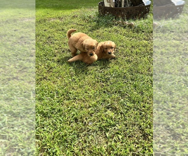 Medium Photo #4 Golden Retriever Puppy For Sale in ALLEGAN, MI, USA