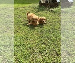 Small #3 Golden Retriever