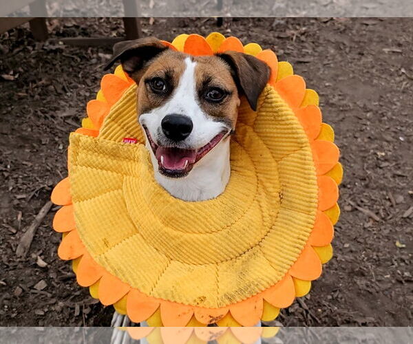 Medium Photo #4 Beagle-Unknown Mix Puppy For Sale in Bloomingdale, NJ, USA