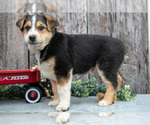 Puppy Buster Australian Cattle Dog-Miniature Australian Shepherd Mix