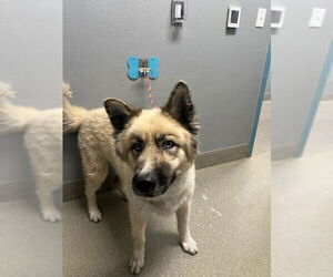Siberian Husky-Unknown Mix Dogs for adoption in Las Vegas, NV, USA