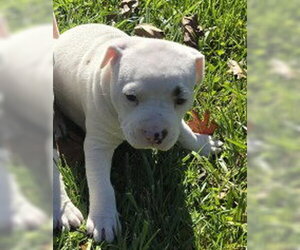 American Bulldog-American Staffordshire Terrier Mix Dogs for adoption in Frankenmuth, MI, USA