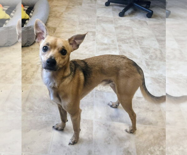 Medium Photo #3 Chihuahua-Unknown Mix Puppy For Sale in Raleigh, NC, USA