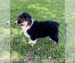 Small #3 Australian Shepherd