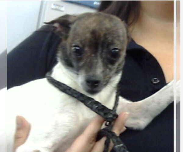 Medium Photo #3 Chihuahua-Unknown Mix Puppy For Sale in Canton, CT, USA