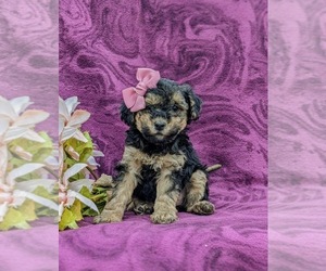 Poodle (Miniature) Puppy for sale in GLEN ROCK, PA, USA