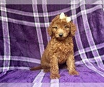 Image preview for Ad Listing. Nickname: Bubbles