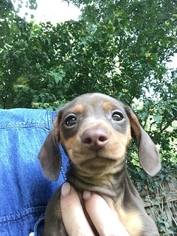 Dachshund Puppy for sale in TULSA, OK, USA
