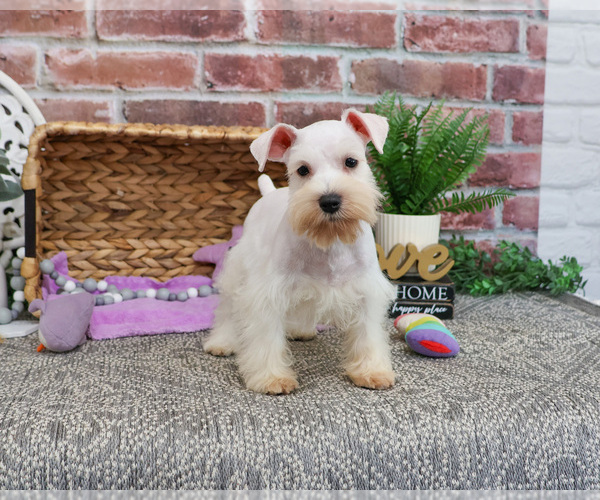 Medium Photo #8 Schnauzer (Miniature) Puppy For Sale in SYRACUSE, IN, USA