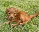Puppy Kamdyn Double Doodle