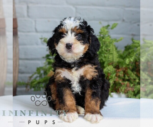 Medium Photo #1 Bernedoodle (Miniature) Puppy For Sale in LITITZ, PA, USA