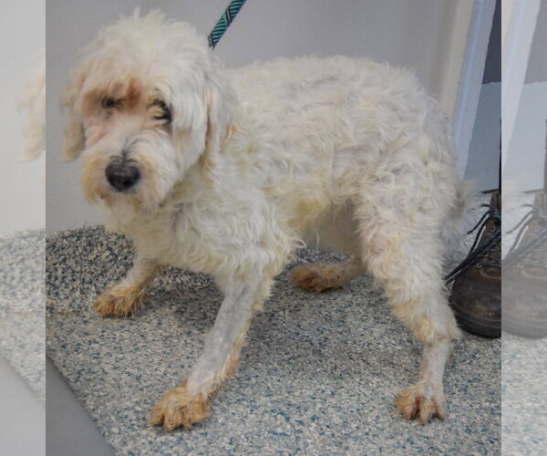 Medium Photo #2 Unknown-Wheaten Terrier Mix Puppy For Sale in Huntley, IL, USA