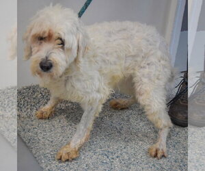 Layla - Female Unknown-Wheaten Terrier Mix Dog for Adoption - Photo #2