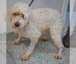 Small Photo #2 Unknown-Wheaten Terrier Mix Puppy For Sale in Huntley, IL, USA